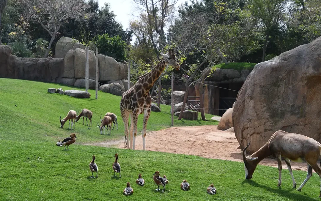 Bioparc – Dierentuin in het Turiapark