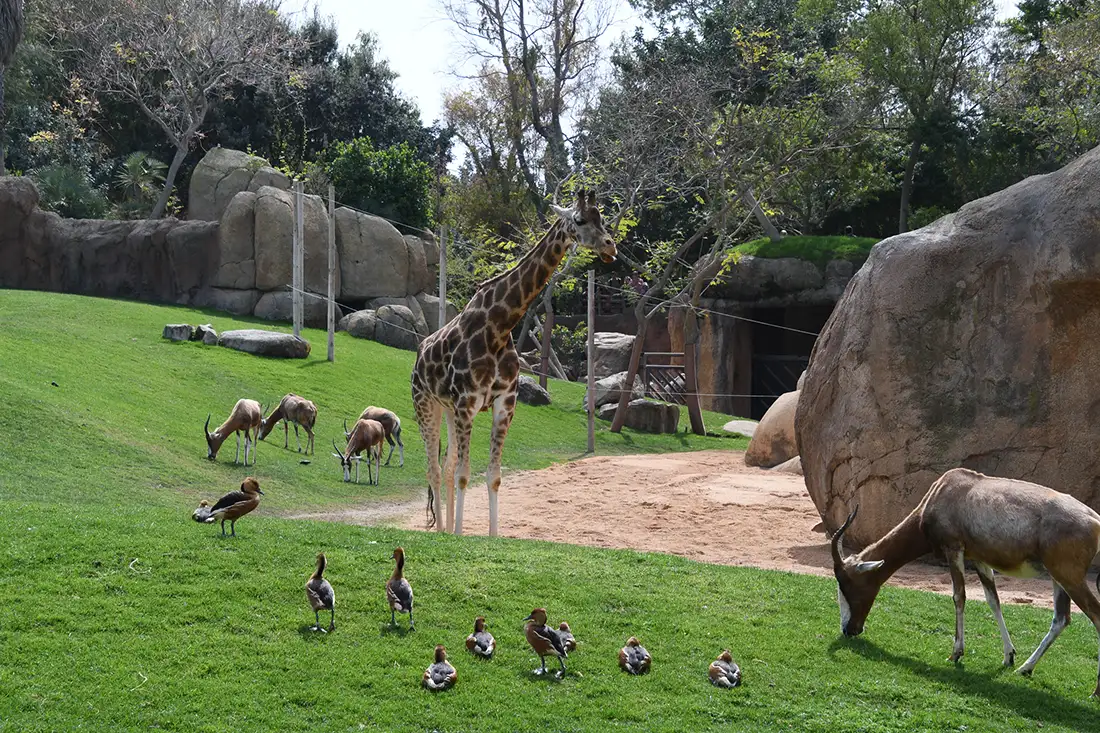 Bioparc – Dierentuin in het Turiapark